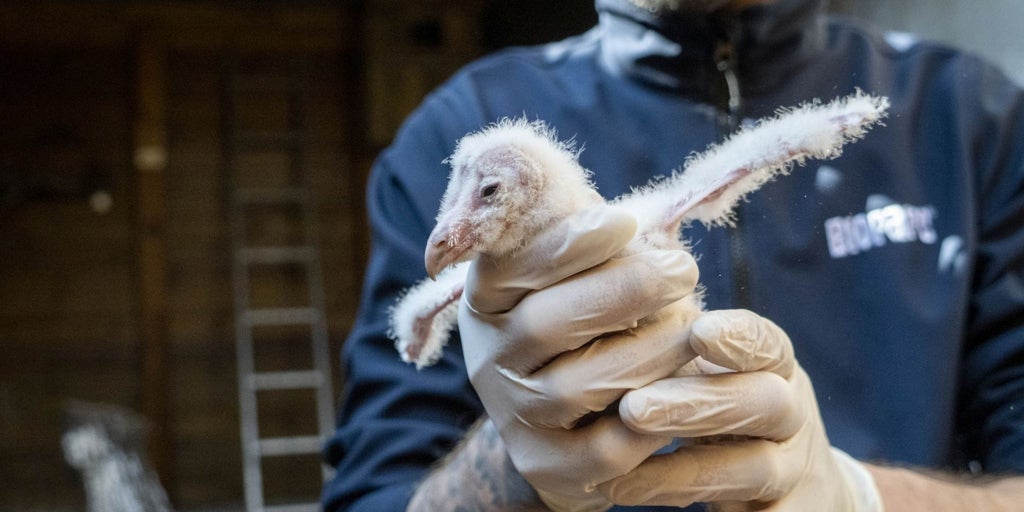 Nacen los primeros polluelos de lechuza del programa de conservación de Fundación Bioparc