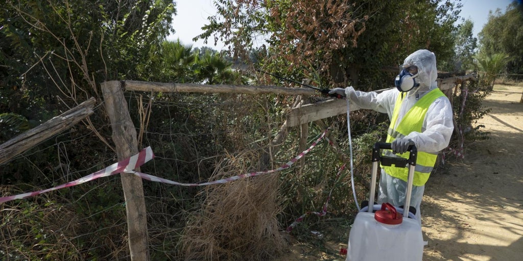 Andalucía estrecha este año el control sobre los mosquitos tras las copiosas lluvias