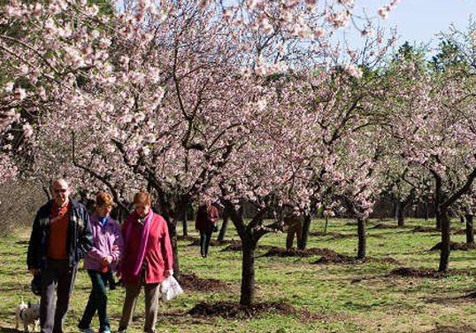 Almendros en flor en la Quinta de los Molinos.