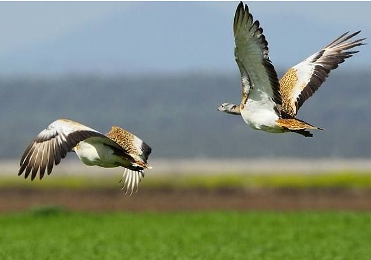 La Junta aprueba 14,2 millones en ayudas de la PAC para explotaciones en zonas ZEPA y de montaña