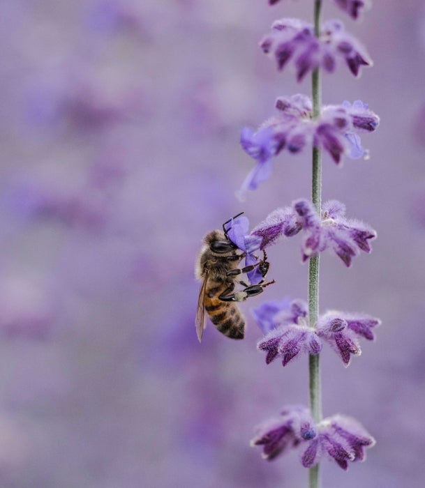 La feria contará con un programa científico centrado en los retos actuales de la apicultura.