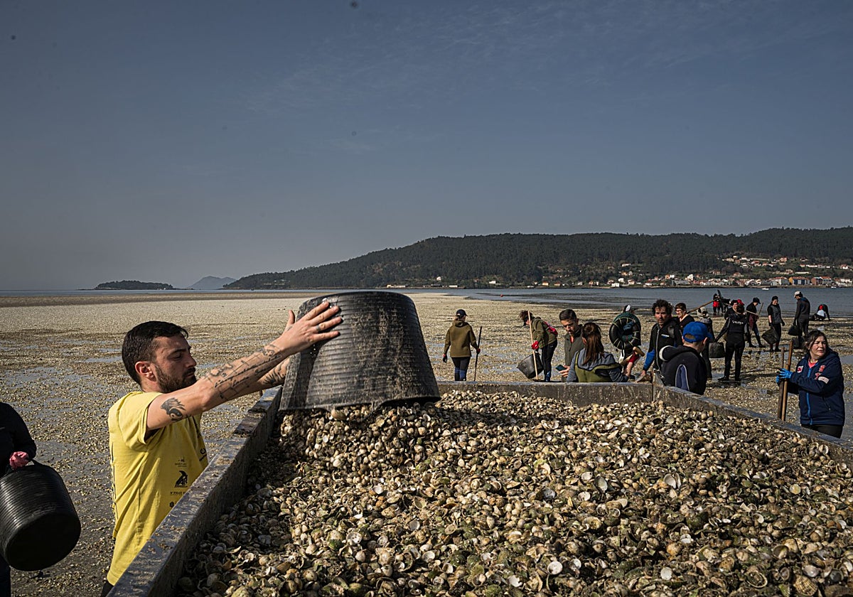 Los temporales barren la almeja autóctona gallega: «El 90% ha muerto»