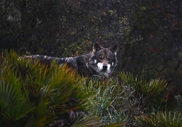 El TSXG tampoco permite cazar cautelarmente al lobo en Cerdedo-Cotobade, Curtis y Ferrol