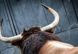 La corrida de toros del Milagro de Illescas contará con astados de Domingo Hernández