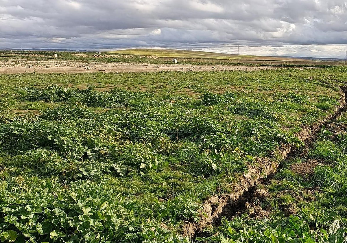 Asaja CLM y CCOO, preocupados por el impacto de los conflictos bélicos y la falta de mano de obra en el campo
