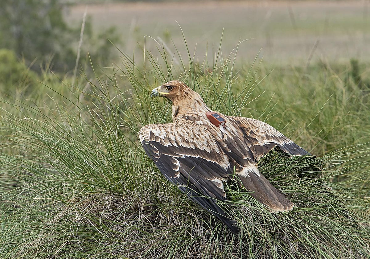 En libertad un águila imperial ibérica tras su rehabilitación en Albacete