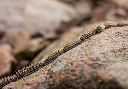 Peligro por oruga procesionaria: el riesgo oculto de los paseos con el buen tiempo que puede afectar a tu perro
