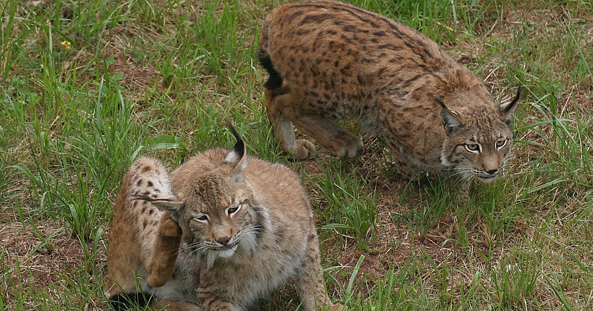 Condenado un cazador a pagar 100.800 euros por abatir un lince ibérico en Menasalbas (Toledo)