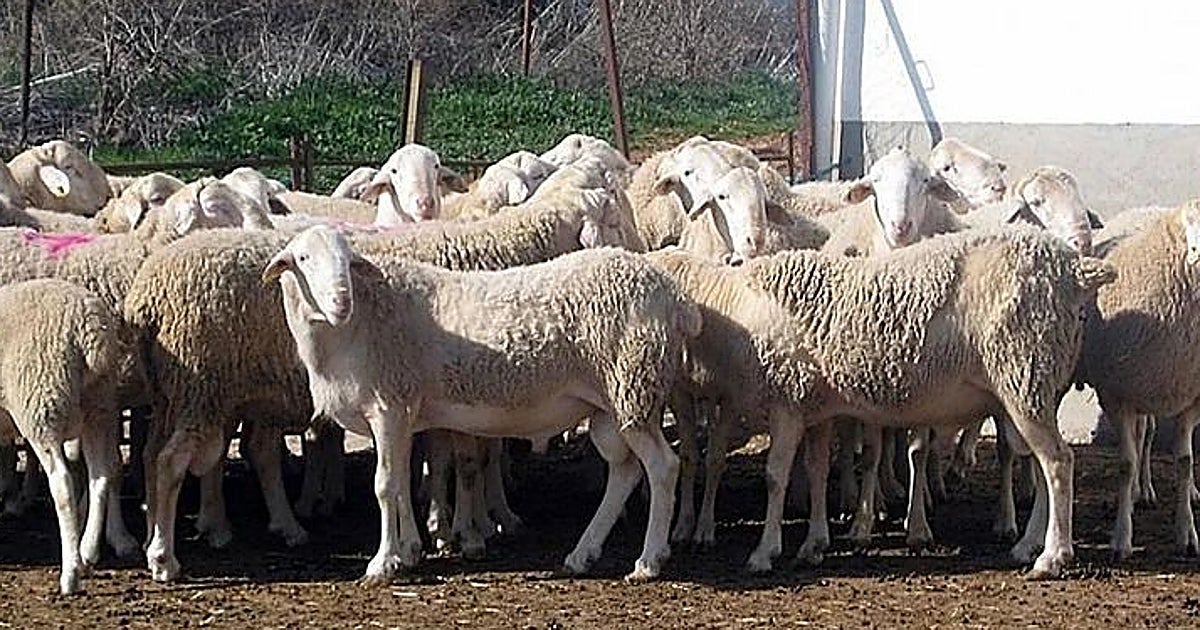 La Junta refuerza las recomendaciones para la prevención y control de la lengua azul