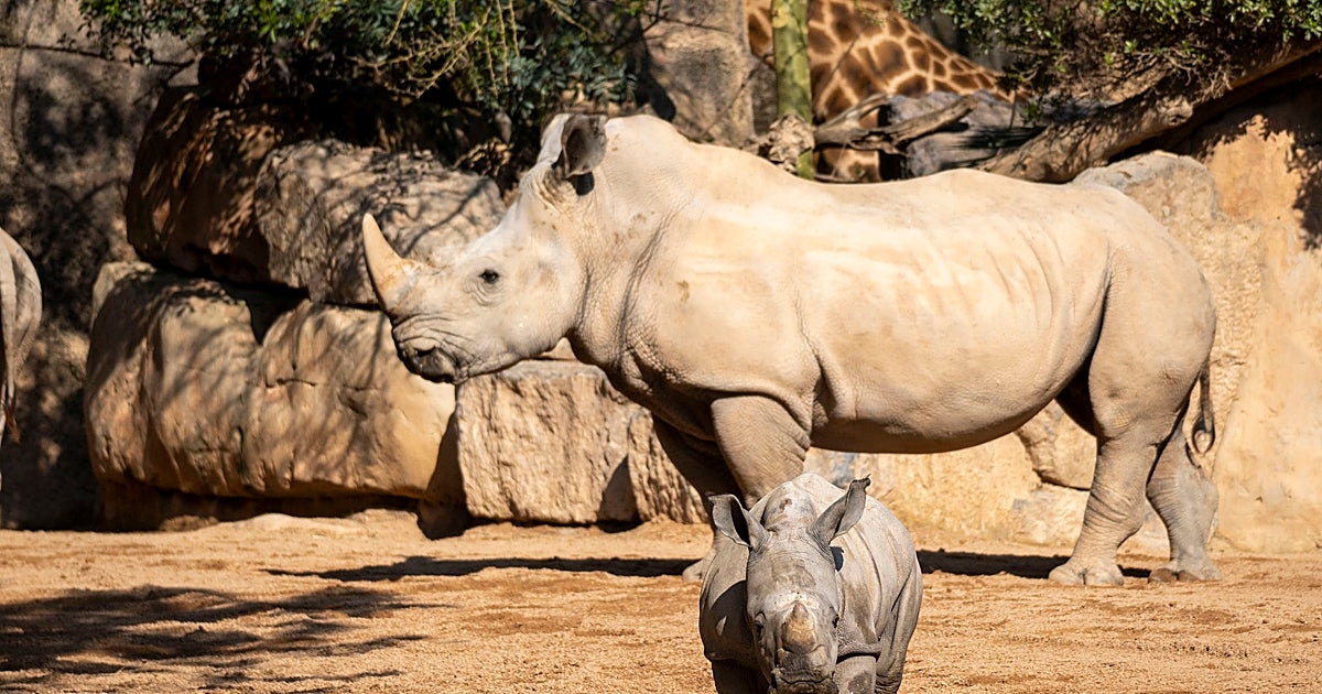 El día a día de Kairu, el 'bebé' rinoceronte integrado en la sabana de Bioparc Valencia