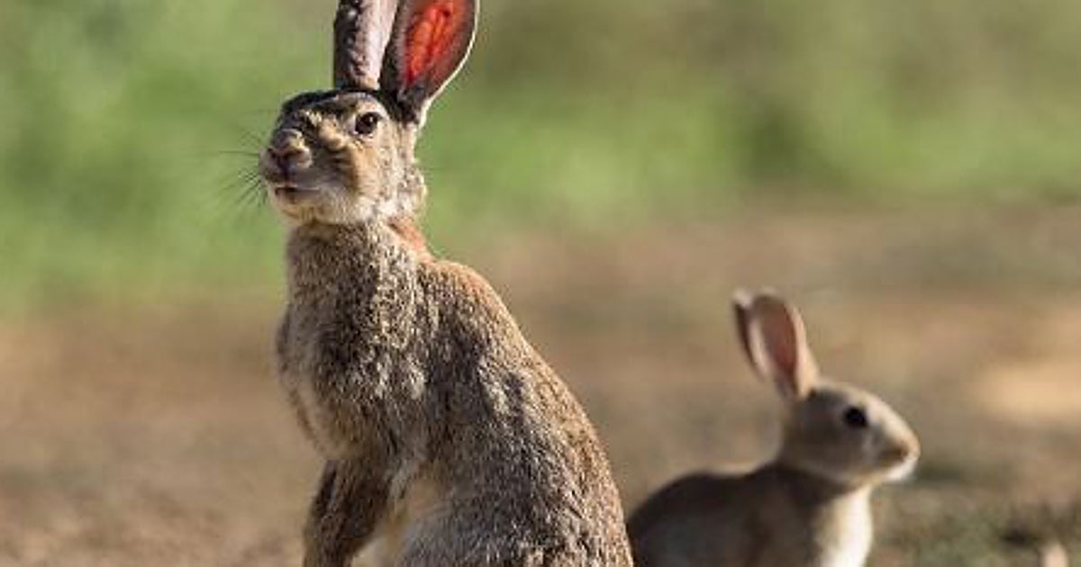 Asaja ve «insuficientes» las medidas contra la plaga de conejos y exige respuestas «más ambiciosas»