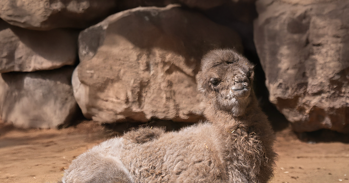 Fuerteventura celebra el nacimiento de una nueva cría de camello, el octavo del centro