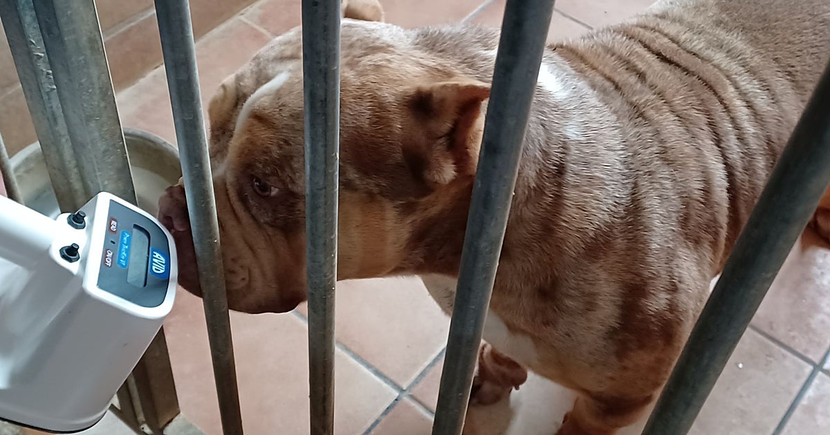El Seprona desmantela una red de cría ilegal de perros de raza peligrosa en Almodóvar del Río