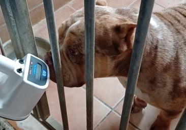El Seprona desmantela una red de cría ilegal de perros de raza peligrosa en Almodóvar del Río