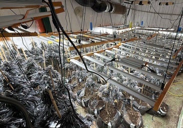 La Guardia Civil halla 470 plantas de marihuana en una nave ilegal de Almodóvar