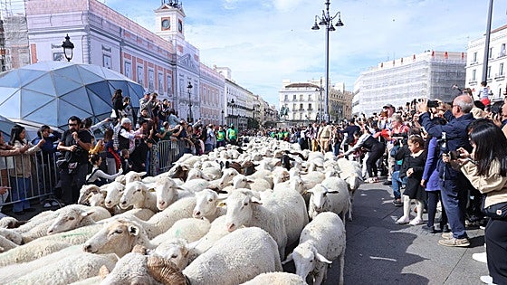 Ayuso blindará como Bien de Interés Cultural la trashumancia ante la falta de relevo que amenaza el oficio