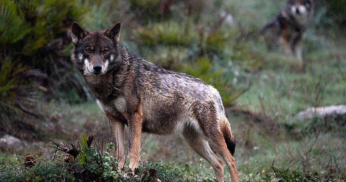 Ecologistas exigen a la Junta un plan para recuperar al lobo ibérico en Castilla-La Mancha