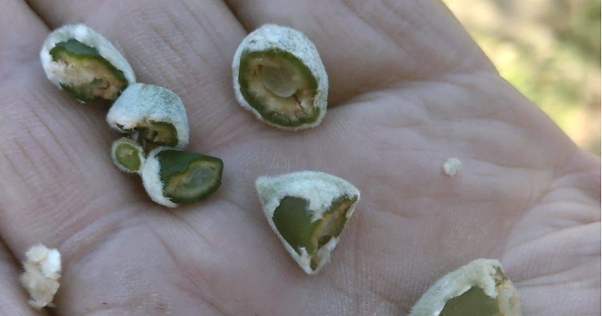 UPA califica de «trágica» para los productores de almendra la helada de la madrugada del lunes