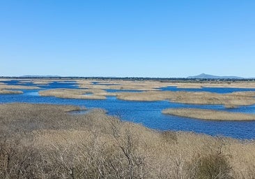 Las lluvias convierten las Tablas de Daimiel en un fugaz oasis en el corazón de La Mancha