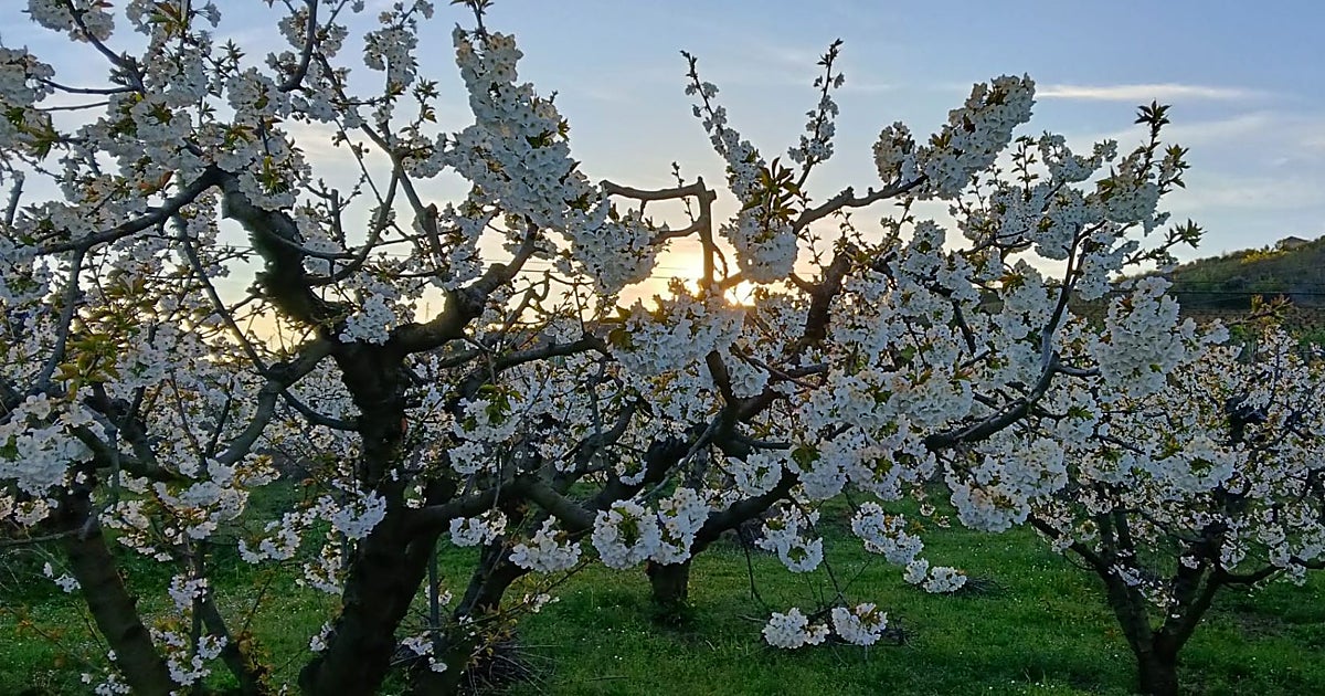 El Bierzo  estalla  en flor y color