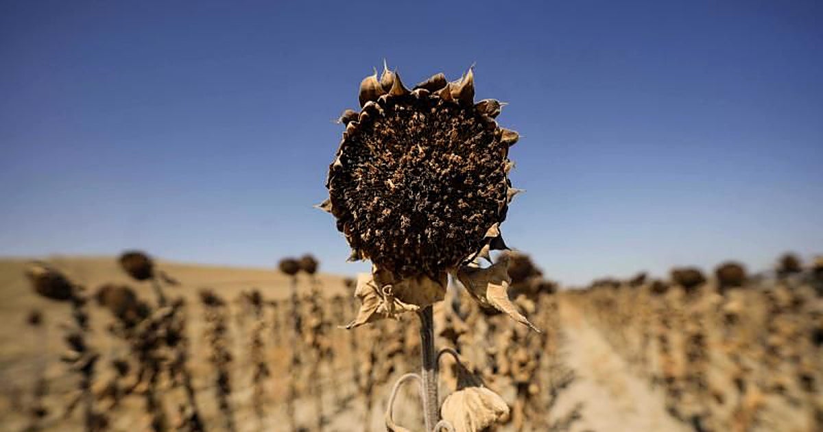 La rentabilidad del girasol cae más del 25 por ciento en Córdoba
