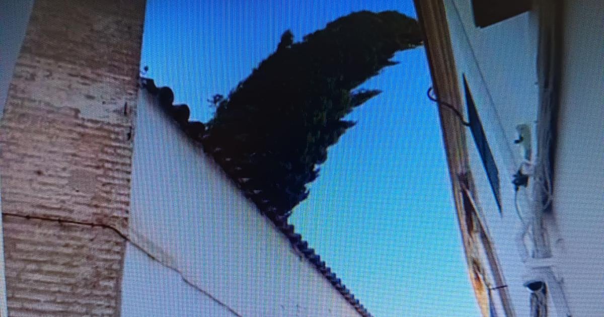 Insólita imagen en el histórico convento de Santa Marta, de Córdoba: un gran ciprés se vence sobre uno de sus muros