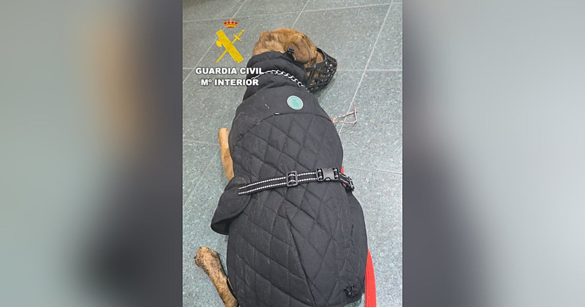 La Guardia Civil identifica al dueño que abandonó a su perro en una cuneta en Castellón: «No se mantenía en pie»