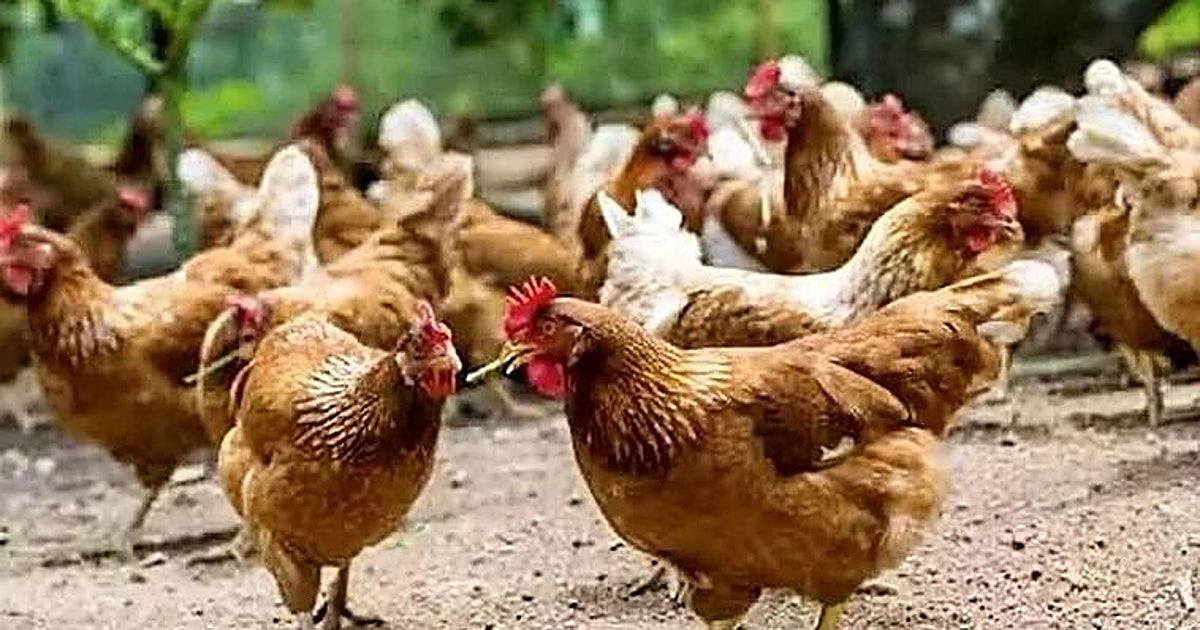 Castilla-La Mancha mantiene restricciones en 18 municipios tras levantarse el confinamiento de aves de corral