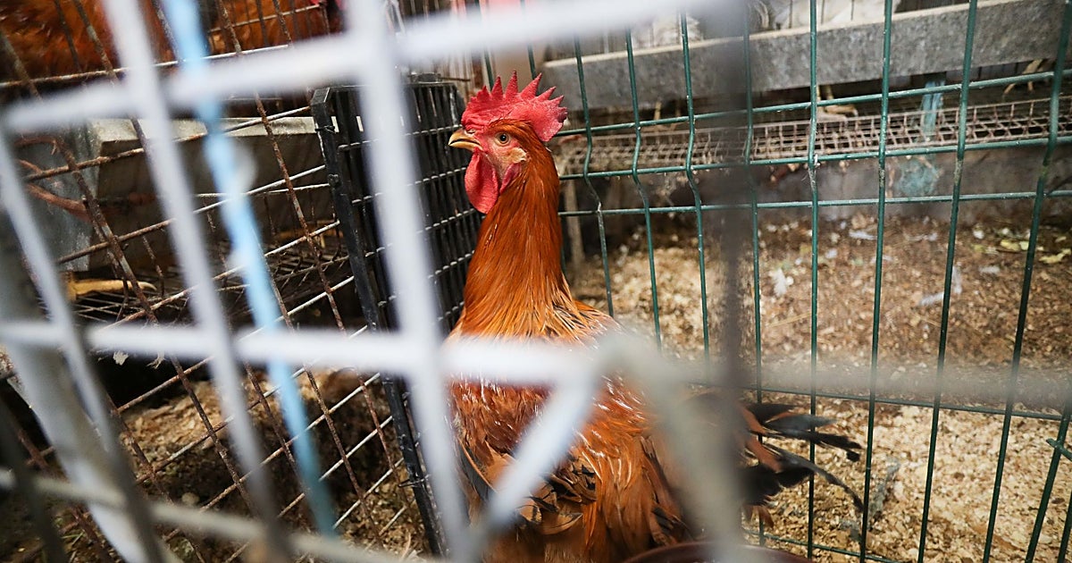 El Gobierno levanta el confinamiento de gallinas salvo en 40 municipios