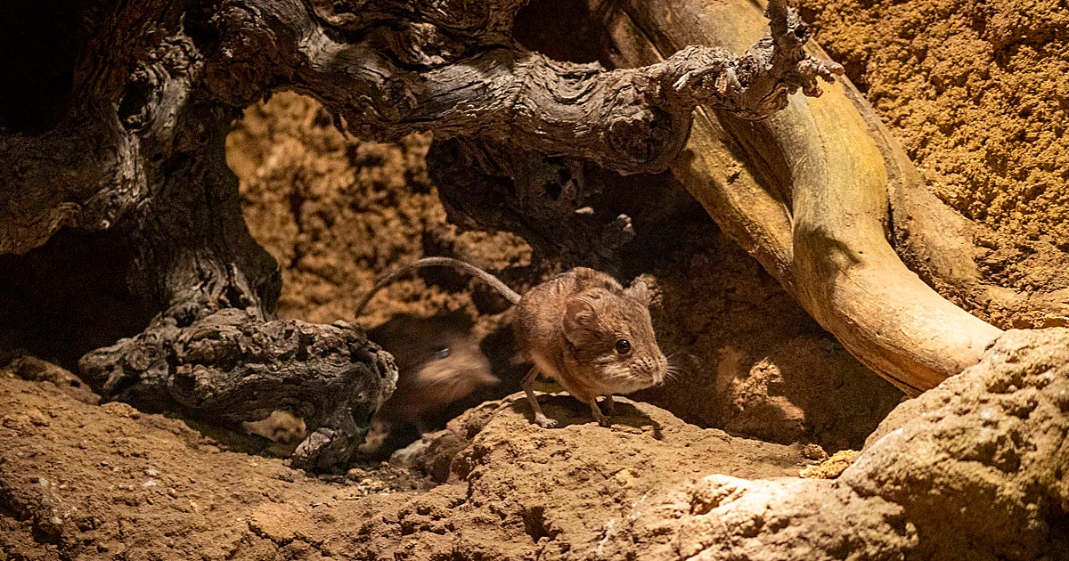 Bioparc Valencia se convierte en el único lugar de España donde puede verse la musaraña elefante