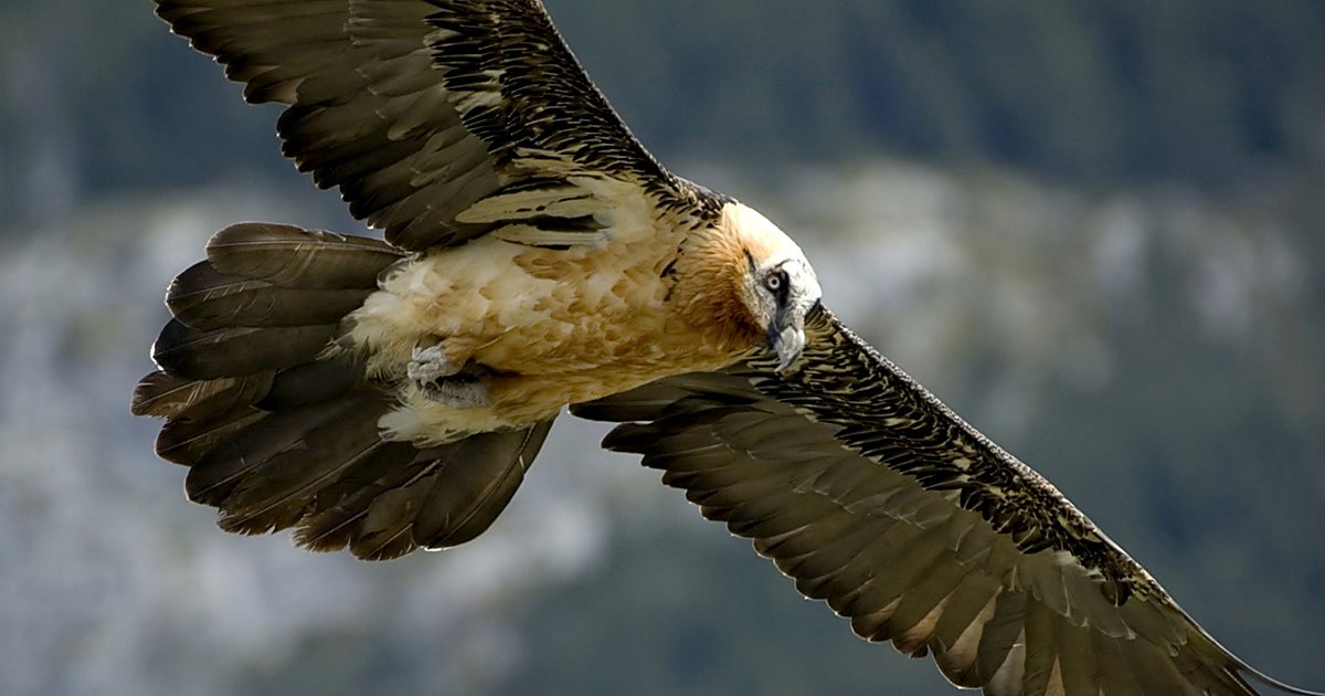 Piden medidas para evitar las electrocuciones tras hallar muerta a otra quebrantahuesos en Picos de Europa