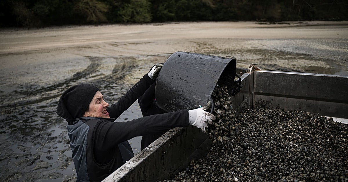La mortalidad del marisco por los temporales afectó con severidad a las Rías Baixas