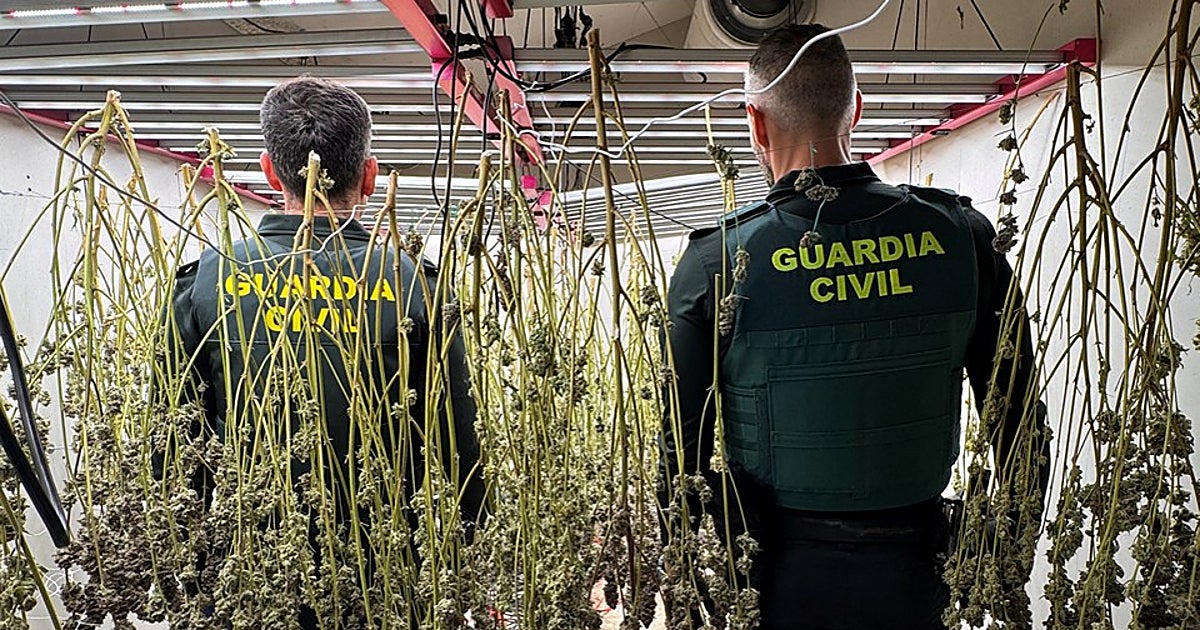Cae un clan familiar que distribuía cocaína y marihuana en Alicante