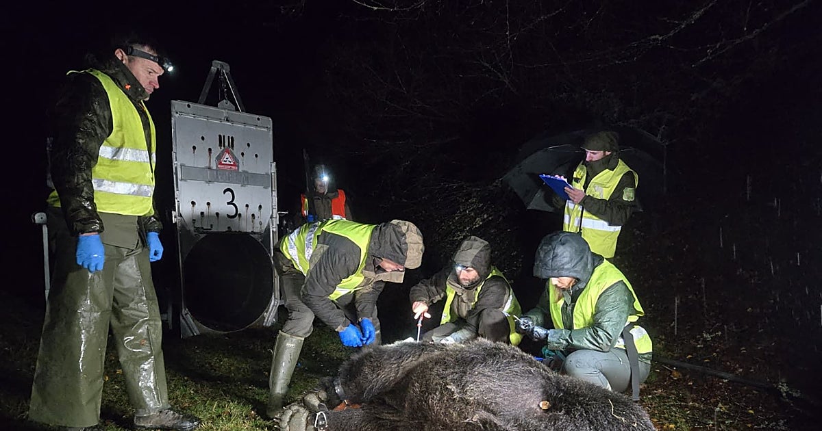 El cambio climático y el estrés térmico, factores «fuertemente limitantes» del movimiento del oso pardo, según un estudio