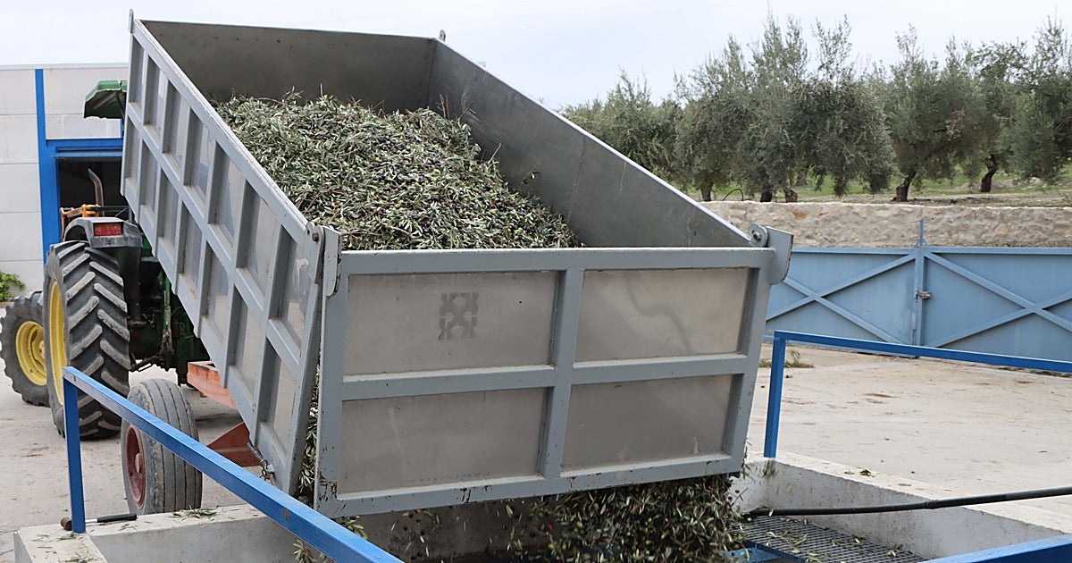 Tres detenidos por robar 9.000 kilos de aceituna en fincas de Baena