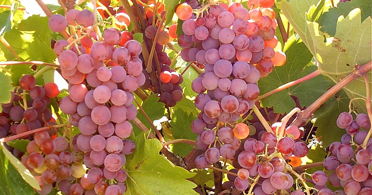 Más de 50 investigadores debatirán los avances del sector del vino en Tomelloso