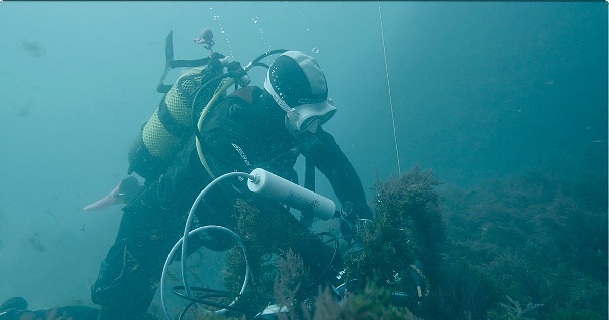 Diseñan un 'oído' inteligente para proteger a las orcas y delfines del tráfico en el Estrecho