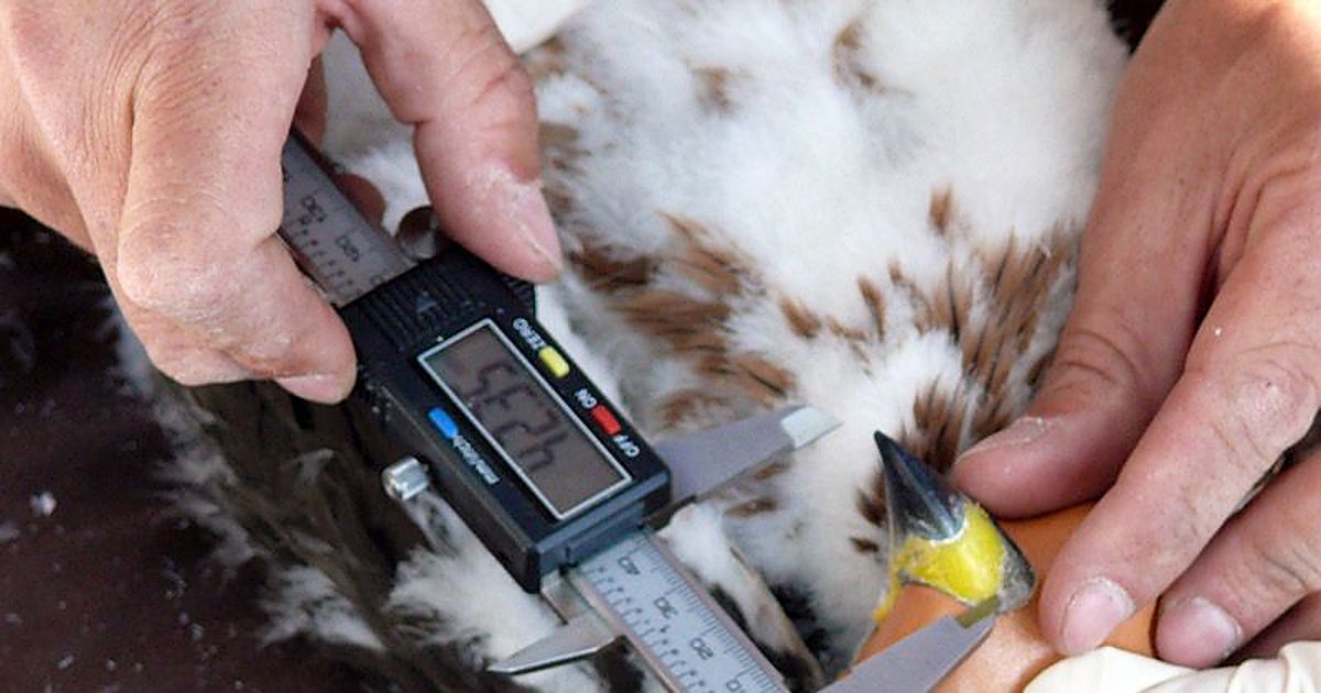 El censo anual de la población reproductora de águila perdicera registra su presencia en 17 territorios