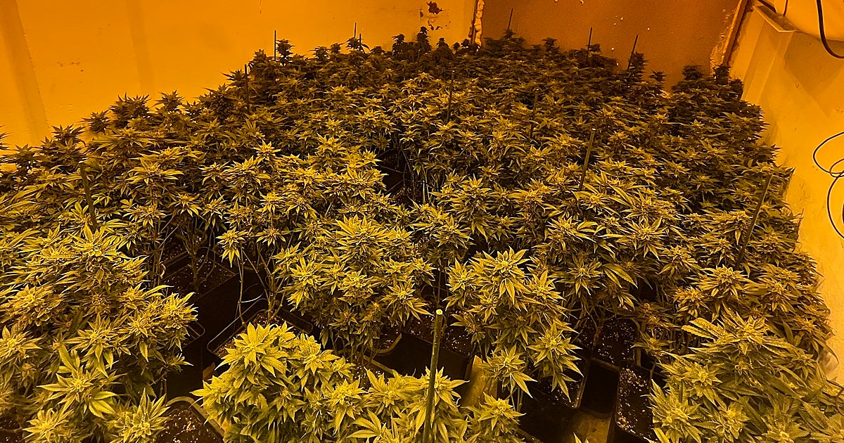 Desmantelan un cultivo de 160 plantas de marihuana en Puente Genil
