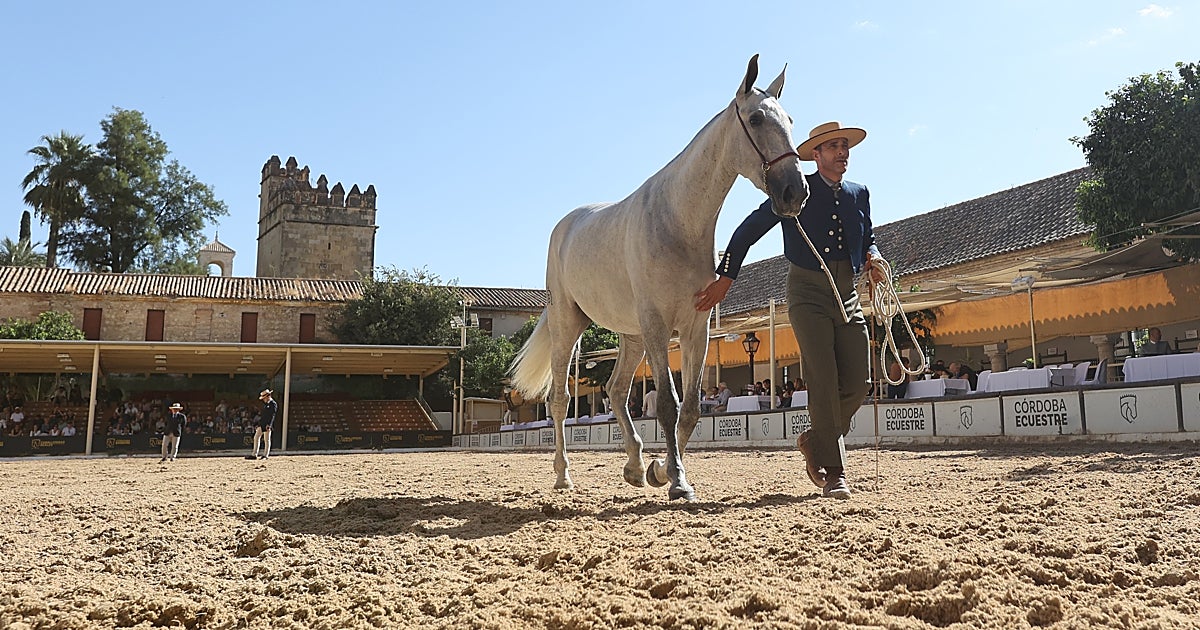 El Ayuntamiento cede Caballerizas Reales a Córdoba Ecuestre por 75 años