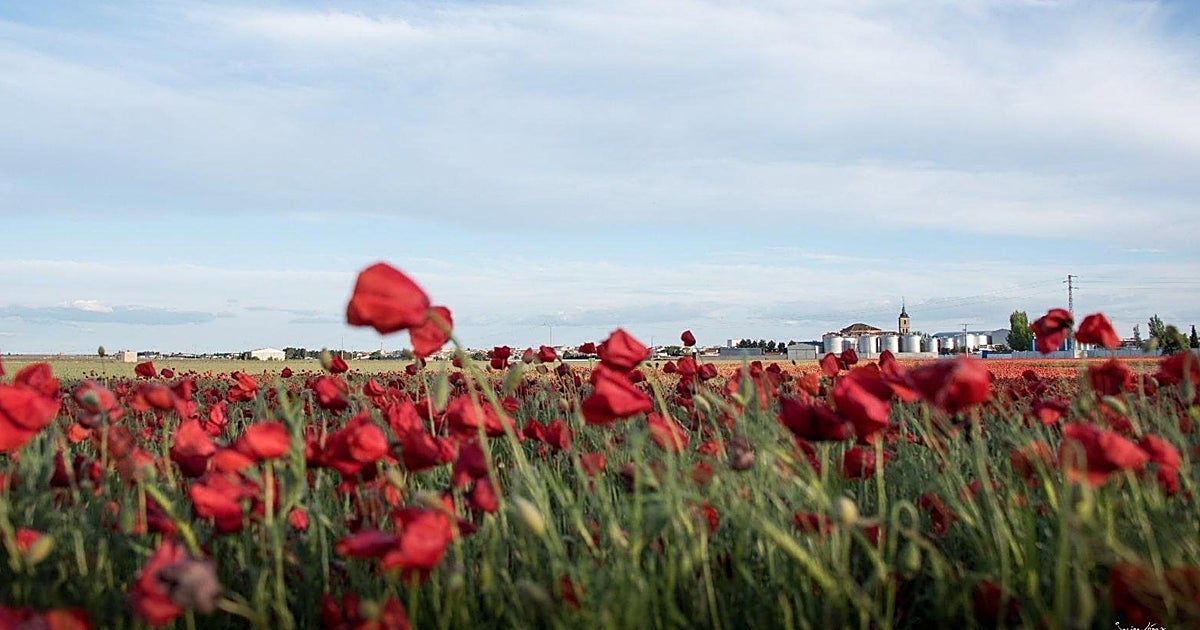 Rutas para el espectáculo rojo de La Mancha: descubre las amapolas de Socuéllamos
