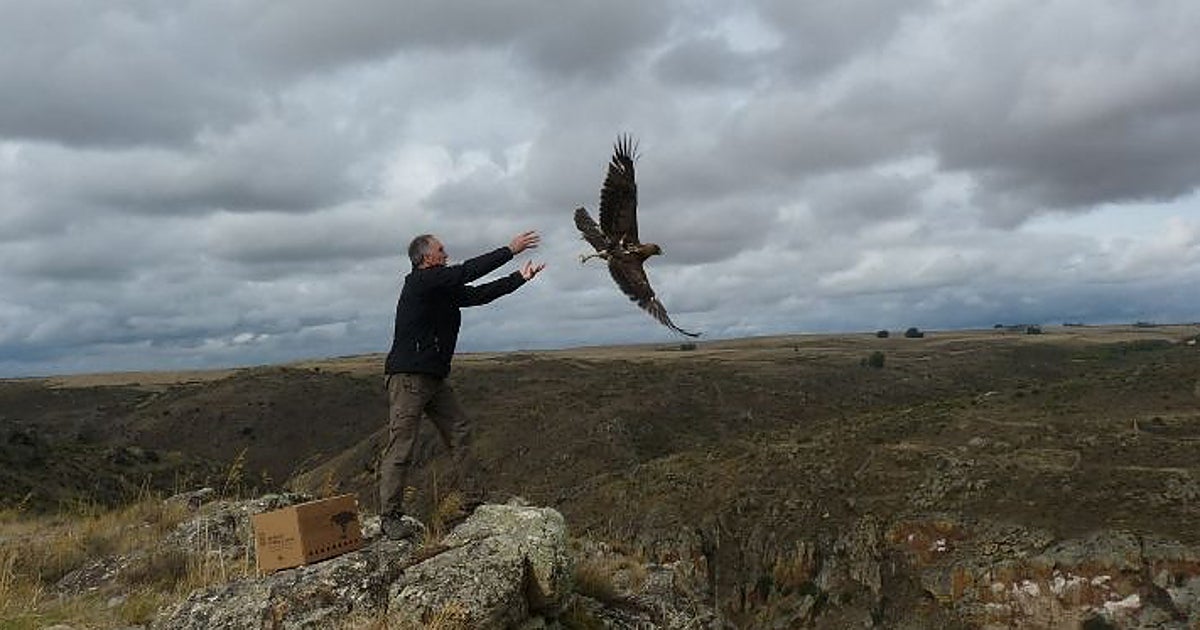 Las aves rapaces reconquistan los cielos de Castilla y León