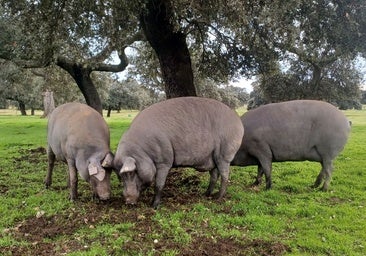 Cerdos monitorizados para dar el mejor jamón ibérico: 14 horas de descanso, 10 kilómetros al día y 8 horas de 'belloteo'