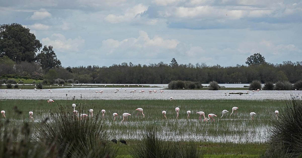 La Audiencia Nacional admite el recurso de la Junta contra el deslinde de Doñana propuesto por el Gobierno