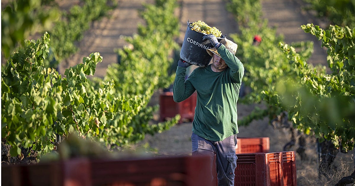 La gran fractura del cava: deserciones, sequía y lucha por el modelo del espumoso español