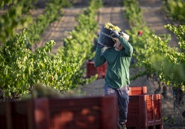 La gran fractura del cava: deserciones, sequía y lucha por el modelo del espumoso español