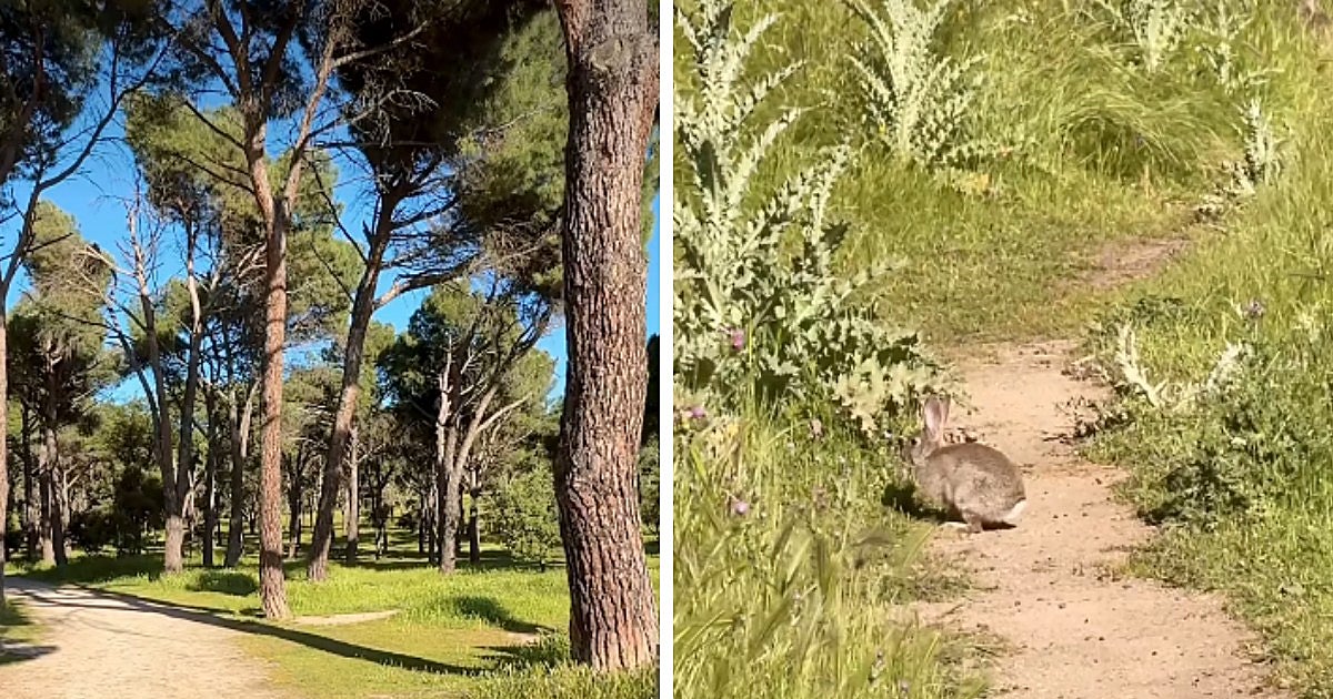 La ruta de senderismo de Madrid perfecta para hacer en primavera: dónde está y cómo llegar