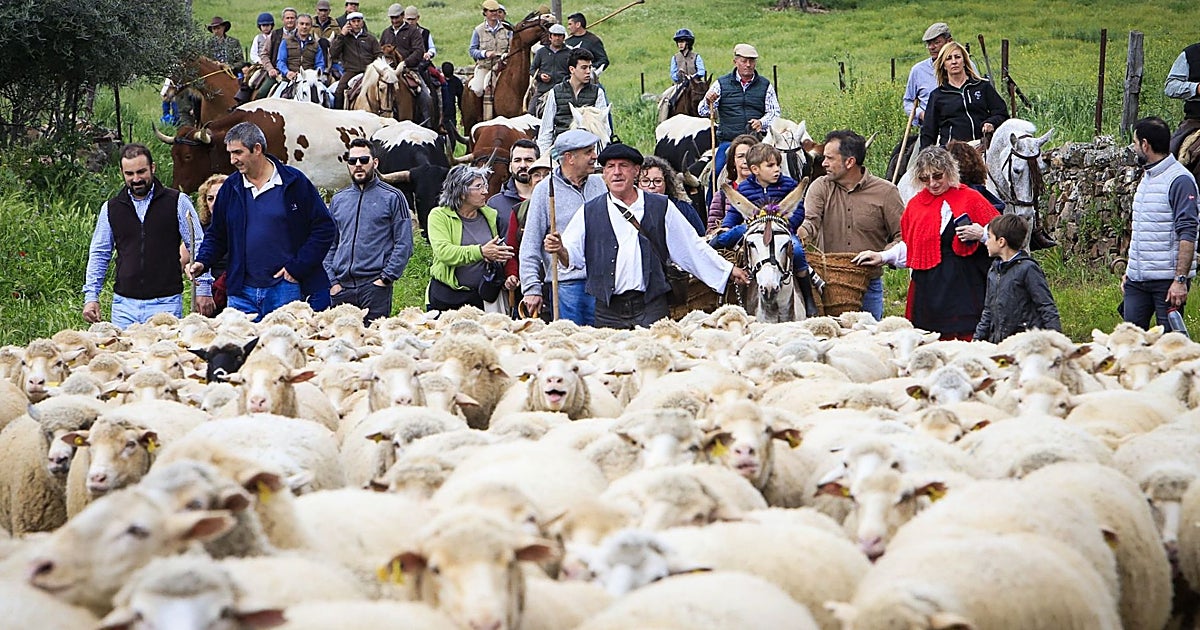 Feria de la Transhumancia, una cita cultural y turística que transforma Alamillo