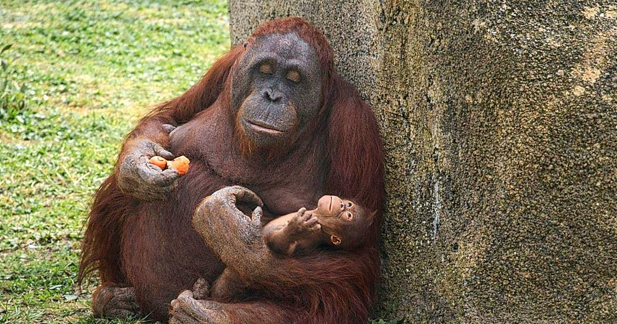 Nace una nueva cría de orangután de Borneo, una de las especies más amenazadas del planeta, en el Zoo de Madrid