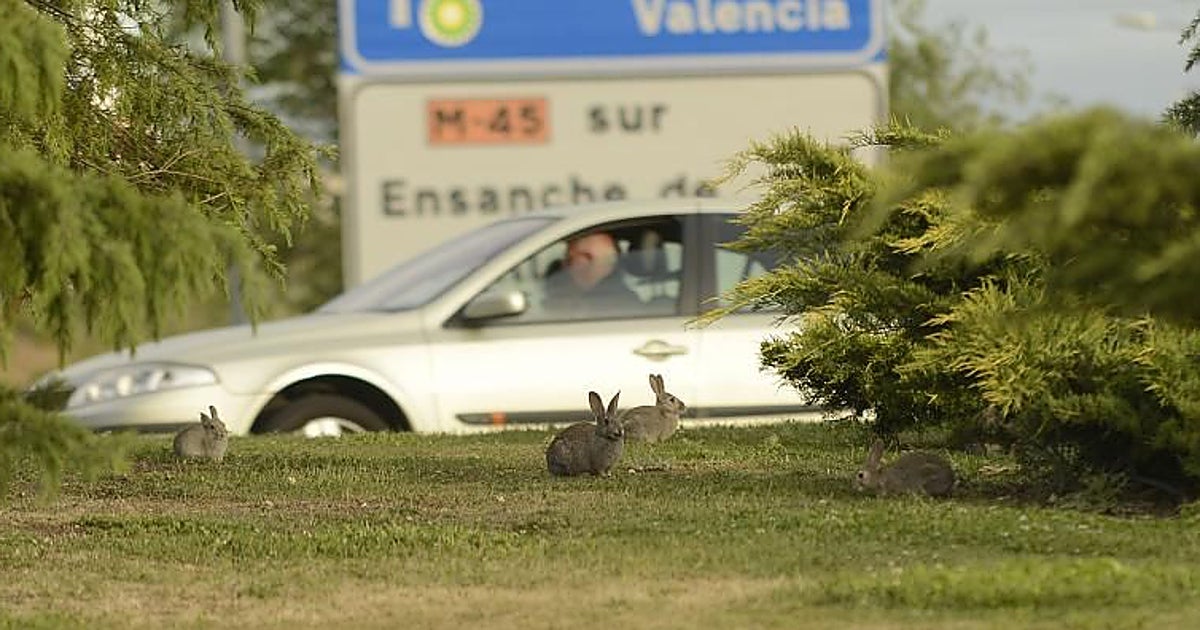 La plaga de conejos arrasa miles de hectáreas en Madrid y ya llega a la capital: «No comen, devoran»